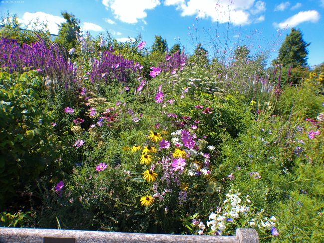 Cosmos bipinnatus - Sensation Pinkie, Echinacea or Coneflower Leilani in Yellow