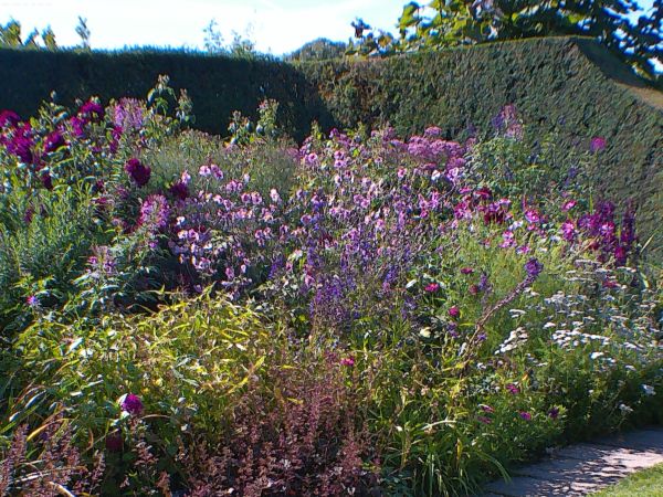 A mass of divergent purple flowers in an amazing flower border, including Verbena bonariensis and others