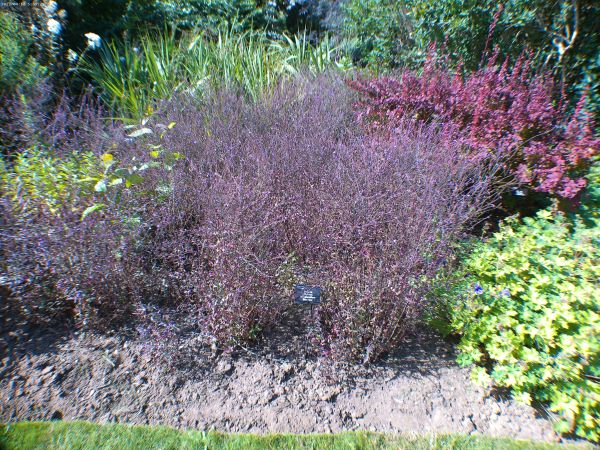 Beautiful flowers at the Wisley RHS site - that is the purple 'verbena' in the border.