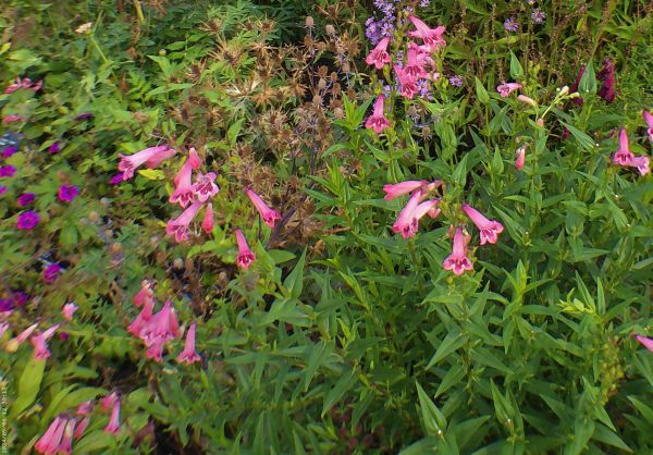 Phygelius Candy Drops Deep Rose, which are small pink and trumpet shaped.