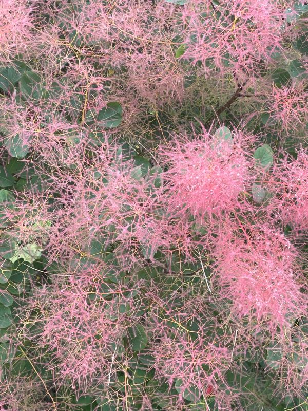 Beautiful flowers at the Green Islands RHS site - a memorable picture