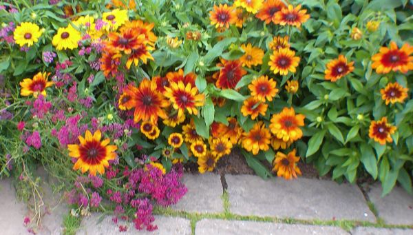 Heliopsis helianthoides - Bleeding Hearts.