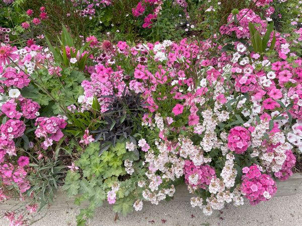 Lots of pink and white flowers, almost certainly at Chaumont sur Loire Chateau and white Hyrangea and pink petunias and white petunias