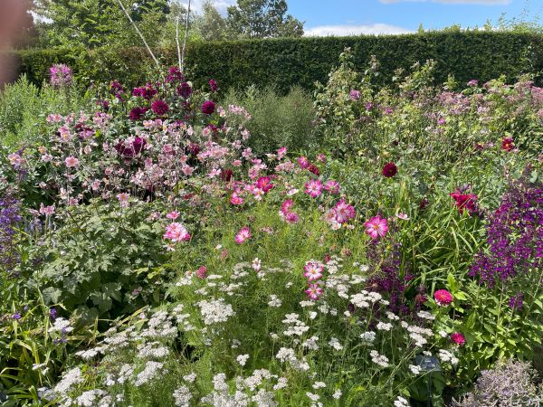 Another similar mass of divergent purple flowers in an amazing flower border, including Verbena bonariensis and others