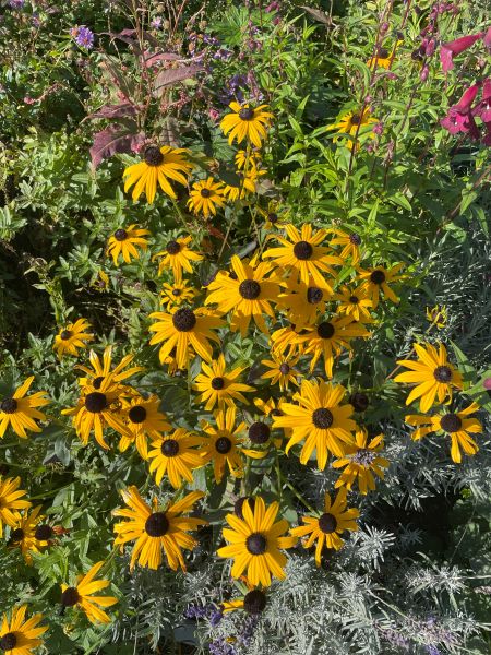 A host of echinacea, probably Echinacea or Coneflower Leilani in Yellow.