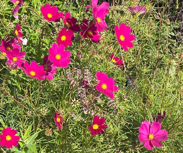 eight pink leaves  flower with yellow centre - a marguerite daisy? 