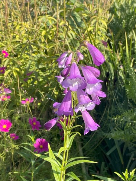  I believe the purple trumpet flower is Datura metel ‘Purple Queen' and Cosmos bipinnatus - Sensation Pinkie