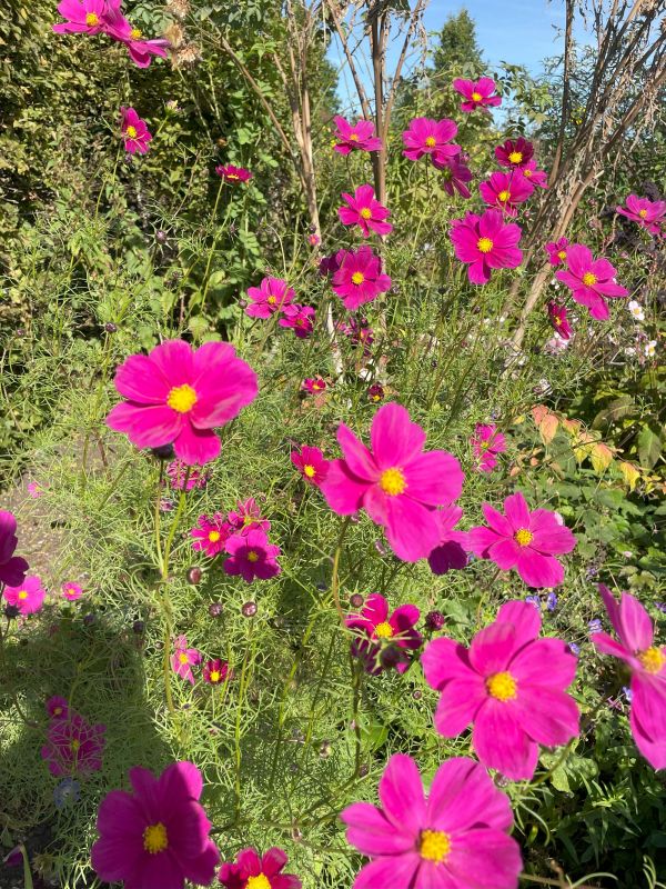 Pink flowers with small yellow stamen and definitely called Pink cosmos or cosmos pink.