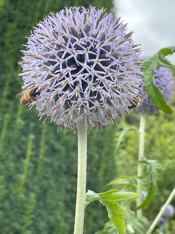 Beautiful flowers at the Mottisfont National Trust site - a memorable picture of a bee on a purple flower resembling a dandelion, and apparently this is sometimes its name - although also named Allium Gladiator. 