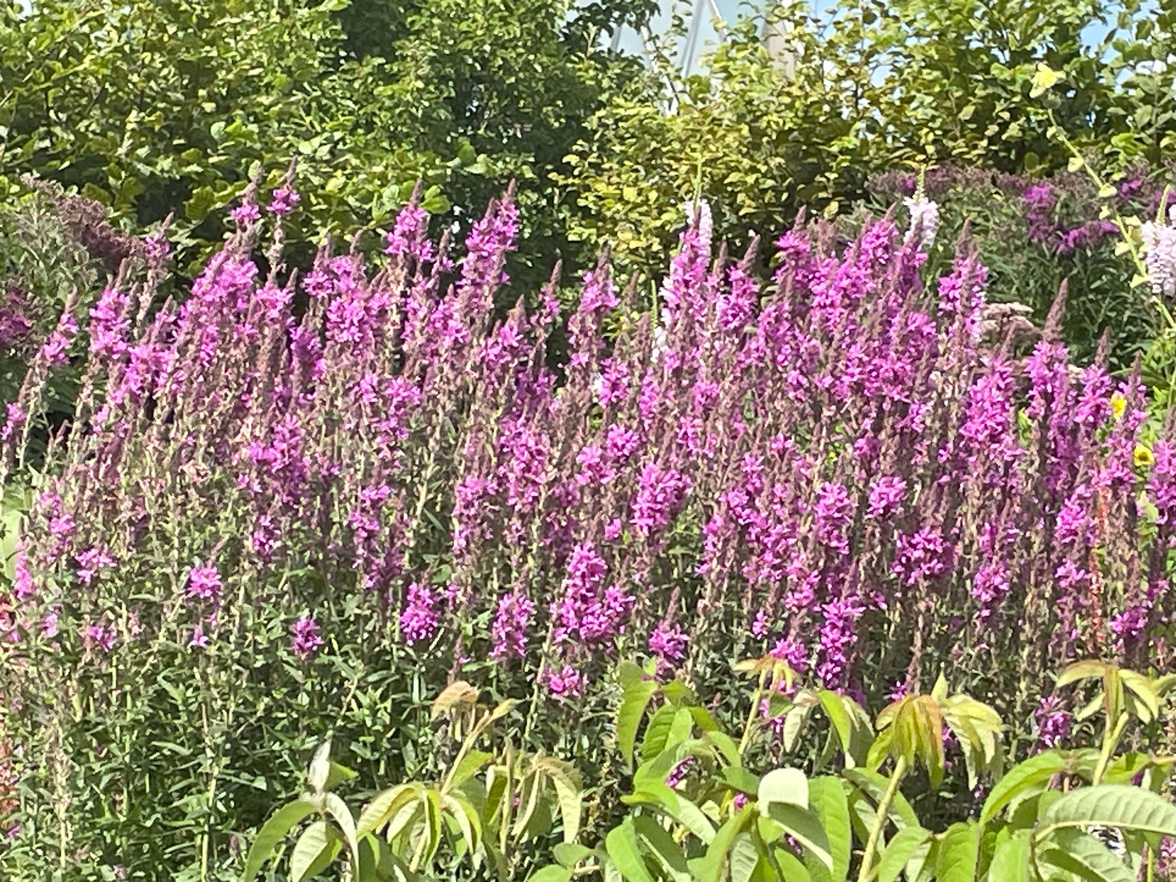 Many purple flowers look alike , it is not verbena, and probably cat mint also known as nepeta.