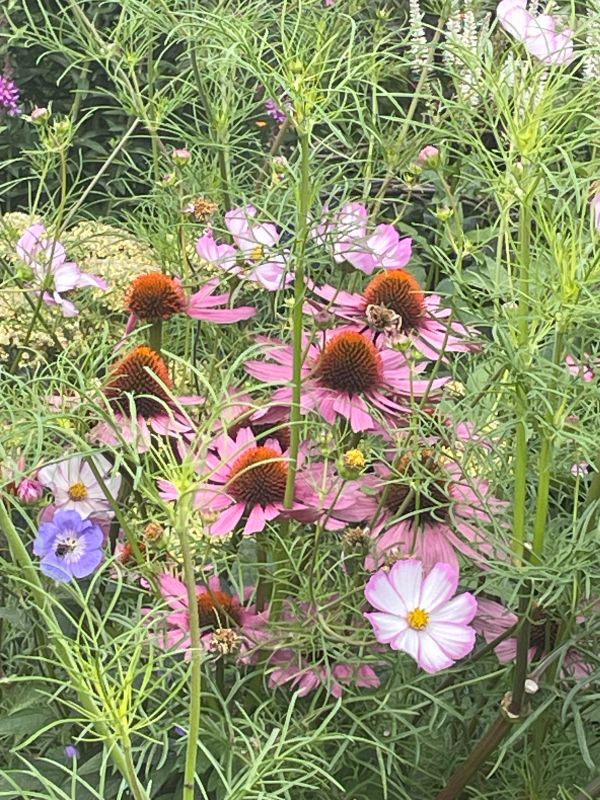 The larger flowers look like Echinacea purpurea with maybe a cosmos white flower, and these come in many whites and pinks colour schemes