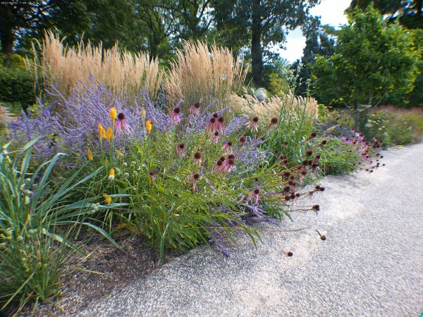 Beautiful flowers at the Wisley RHS site - gorgeous.